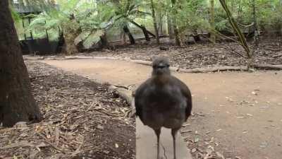 This aggressive attack drone with sonic lasers