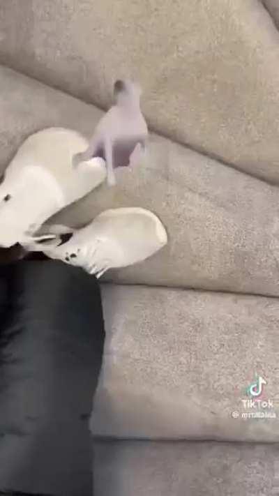 I could see Caddy doing something like this