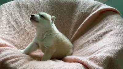 Rogueâs little baby woos