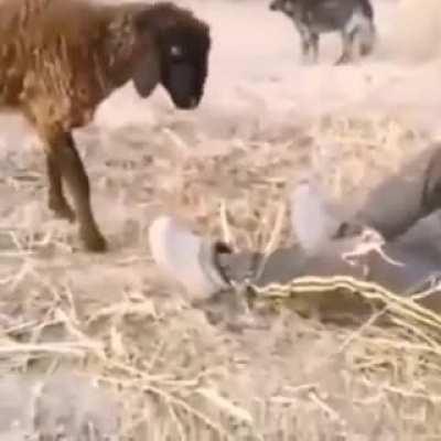 Kid overestimated the thickness of his own skull