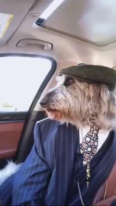 Perro refachero🤑😎