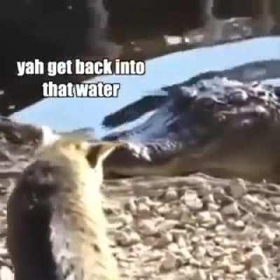 Cats being cats😼…