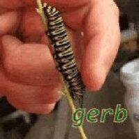 gerb in real