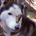 dog meets butterfly friend