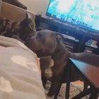 Happy dog getting kisses