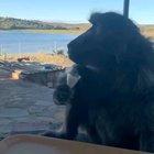 Baboon doing the egg challenge.