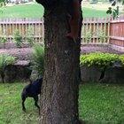 Just like the cartoons