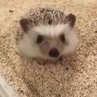 Big stretch from a small hedgehog