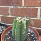 Cacti grow so slow I don’t see time lapse footage of them very often which is a shame
