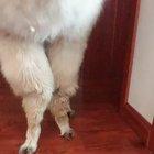 Cute alpaca with a hat