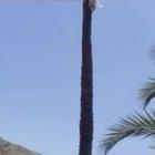 I was aware goats were great climbers but straight up a palm tree is amazing