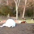 The quick brown goat jumps over the lazy dog.