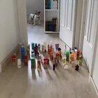 One of the fundamental differences between cats and dogs