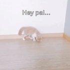 Uh, naw bro, I’m good