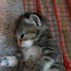 Trying to wash away the evidence, I see!