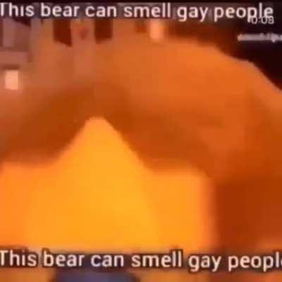 The bear smelled your gay ass