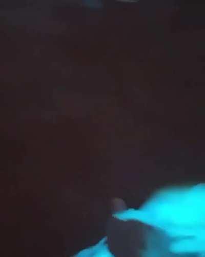 🔥 Bioluminescent plankton