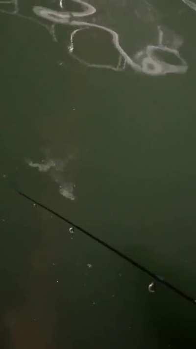 I initially thought this was some sort of bacteria colony or siphonophore. What are your thoughts?