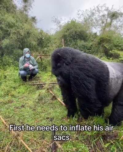 Close encounter of a gorilla beating his chest