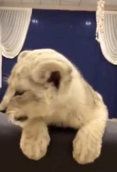 Вот вырасту и всем вам покажу, кто в доме хозяин