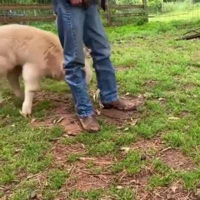 Grass puppy in a good MOOd