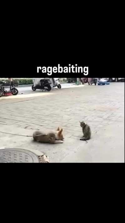 POV: The comments section