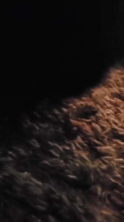 whats emma trying to bury in the rug?