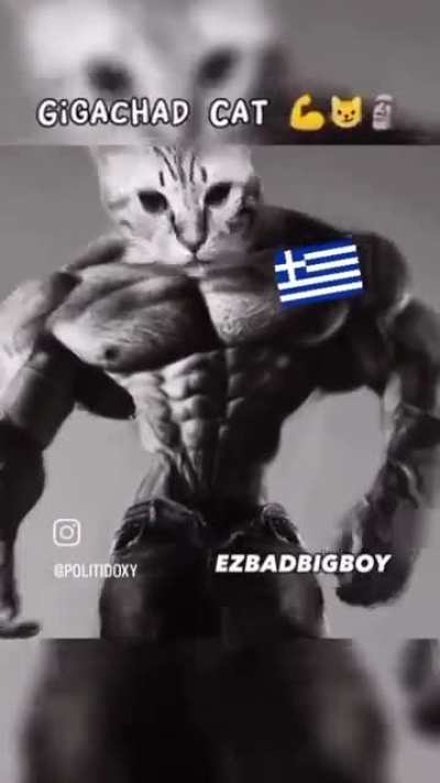 Found a Greek Cat