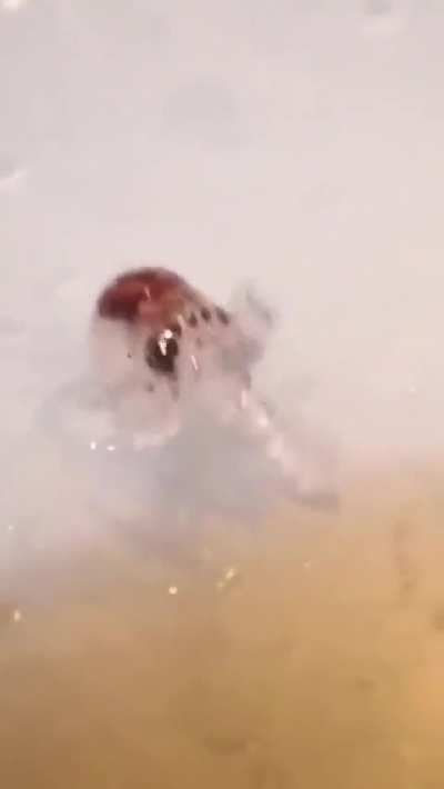 🔥Baby Octopus