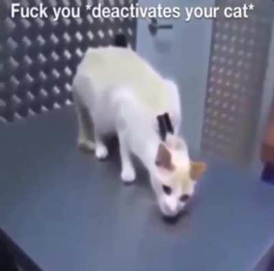 *Deactivates the cat*