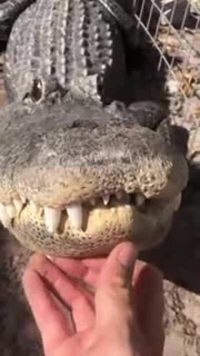 Got a cute puppy for christmas :3