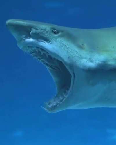 Sand tiger😍 🎥 Credit - @poemadelmaraquarium