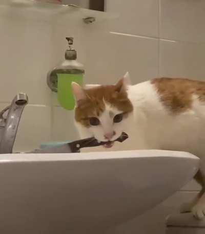 chance of being killed by a cat is small, but never equal to zero