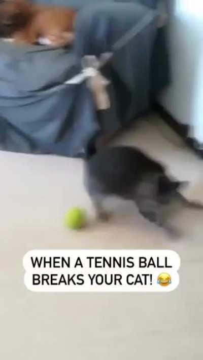 When a tennis ball breaks your cat