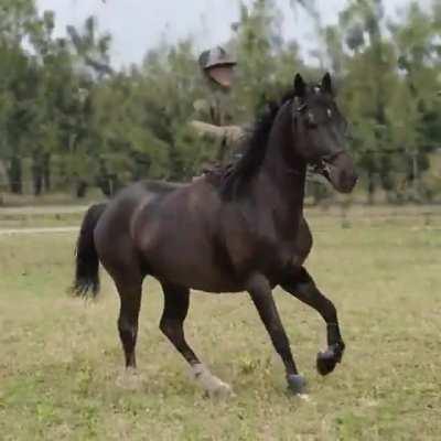 𝕟𝕠𝕥 𝙍𝙀𝘼𝙇 𝙃𝙊𝙍𝙎𝙀𝙎