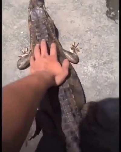 surprisingly cuddle-friendly