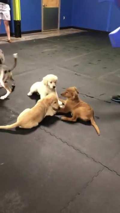 Goldens holding hands at puppy play hour