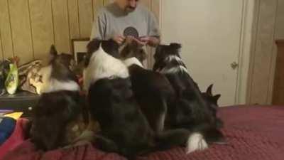 Well played puppy, well played.