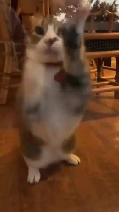 Feline Bureau of Investigation!! Open up!