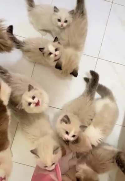 So much cute yelling!