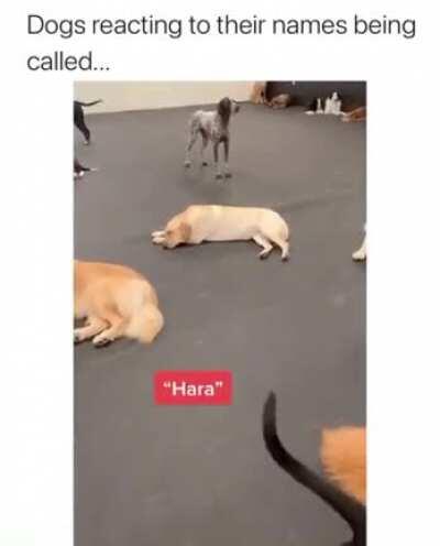 Dogs reacting to their names being called...