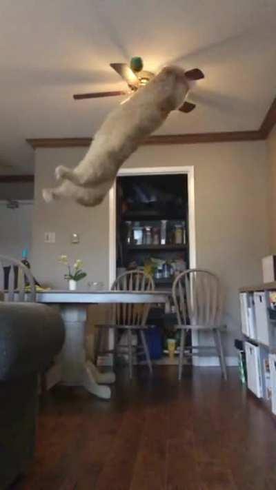 Couch parkour, misses the ball, still sticks the landing.