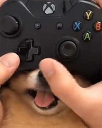 hArD CoRe gAMer AbUsiVe pET FoR eNtERtaInMent