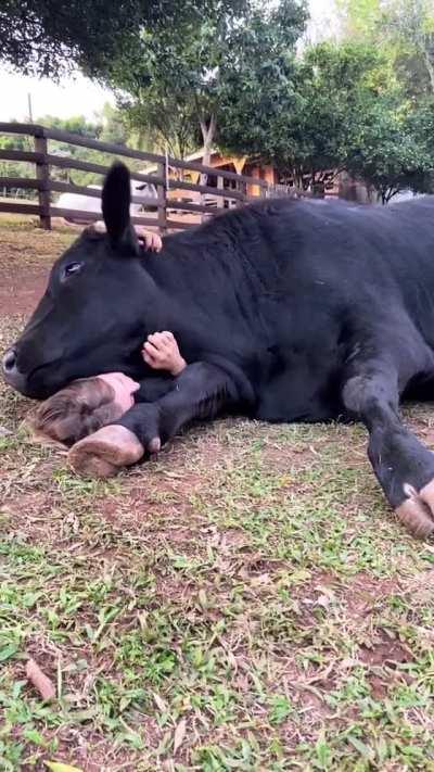 Cows have so much love to give to those that show them kindness