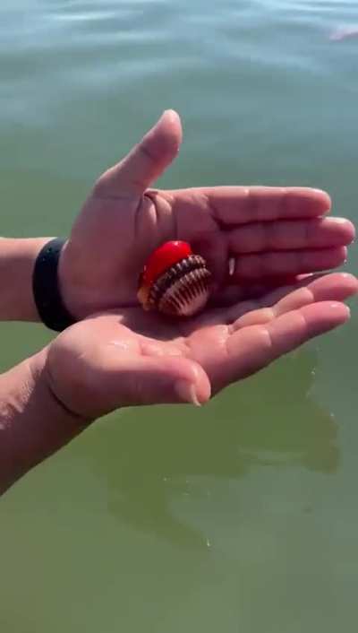 Thanks, I hate getting tongued by a clam