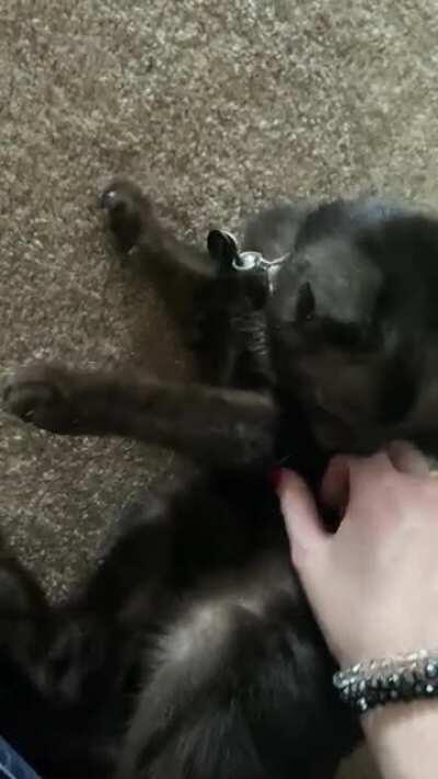 Happy squeaks and purrs from my Squirrel