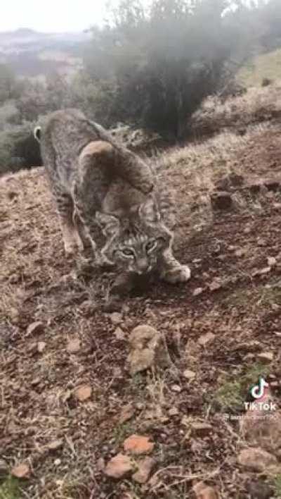 Man meets forest kitten