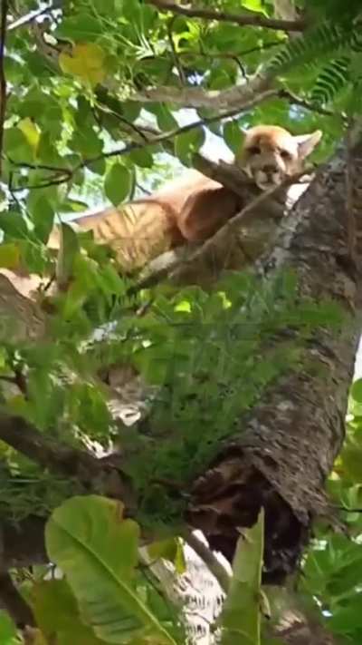 Vecino de Cayastá salió al patio a tomar mates y encontró un puma observándolo desde un árbol, intervino la Brigada Los Pumas para devolverlo a su hábitat