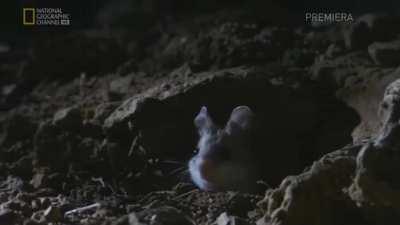 Wolf In Mouse Clothing (Hololive Edition)