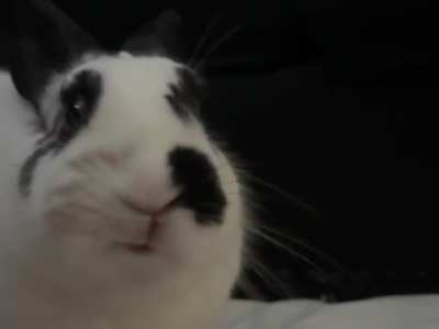 Trying bell pepper for the first time